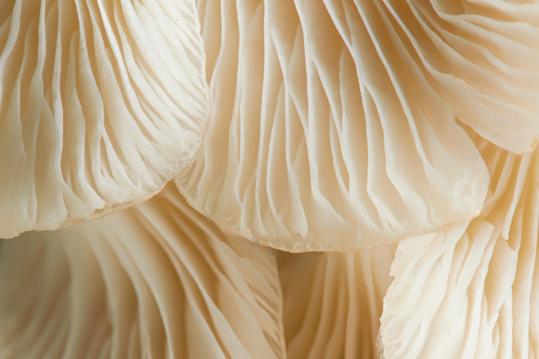 Mushrooms rich in L-Ergothioneine, the powerful antioxidant supporting longevity and healthy aging