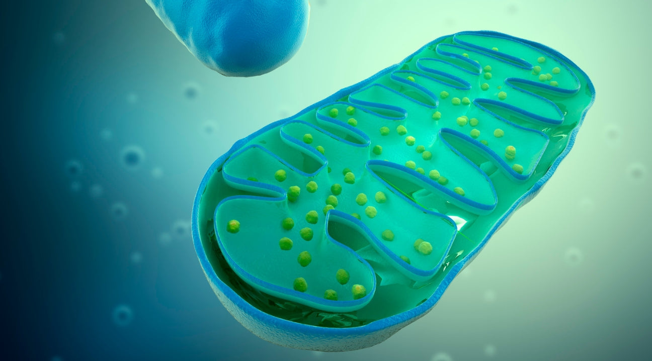 drawing of mitochondria