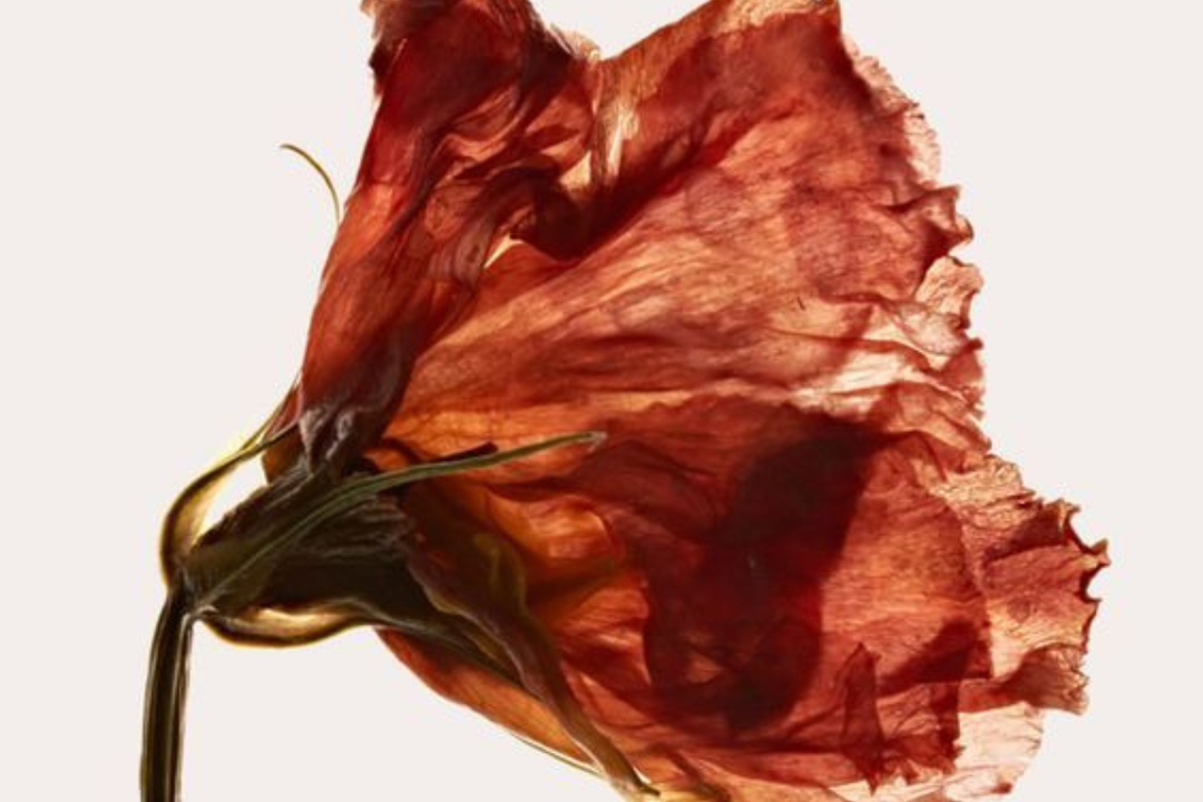 Dried poppy flower — the silent fire of inflammaging and cellular aging | O-Biotique