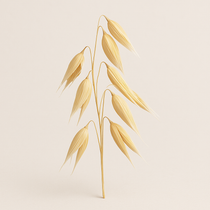Avena sativa (Oat) – Plant extract in Tiger Sharp Mind that helps improve sleep quality, reduce tension and irritability, and boost energy levels for renewed vitality