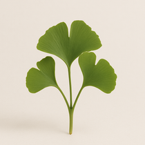 Ginkgo biloba – Plant extract in Tiger Sharp Mind that supports mental health, memory preservation, and cognitive function by promoting brain blood circulation and enhancing focus.
