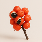Guarana – Plant extract in Tiger Sharp Mind that supports mental well-being, memory, alertness, and maintains cognitive functions.