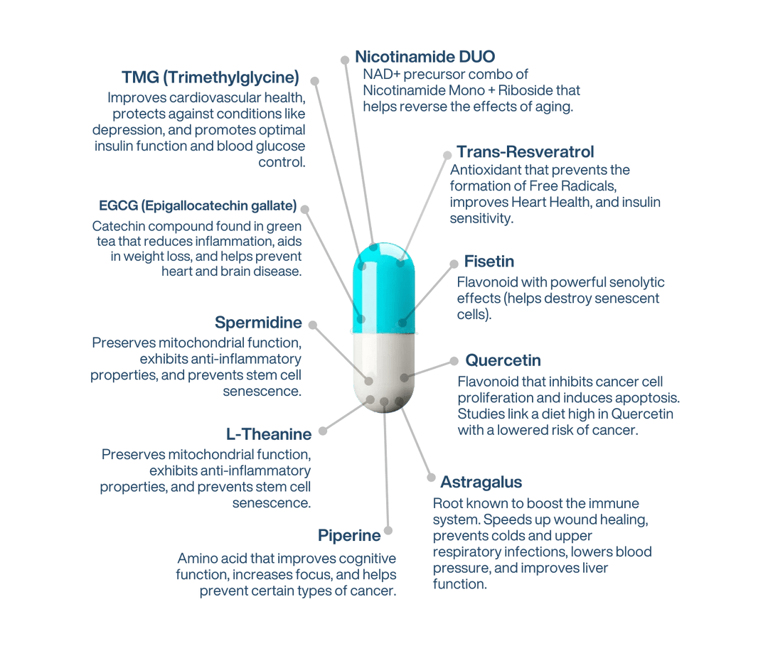 An infographic diagram showing a glass vial filled with blue liquid, surrounded by text labels of various herbal extracts and compounds, including TMG, Nicotinamide, Trans-Resveratol, Fisetin, Quercetin, L-Theanine, Piperine, and Astragalus.