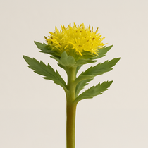 Rhodiola Rosea – Adaptogenic herb used in Tiger Sharp Mind to support stress resilience and mental performance.