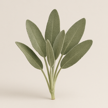 Salvia officinalis (Sage) – Plant extract in Tiger Sharp Mind that supports memory, concentration, cognitive functions, and overall mental performance.